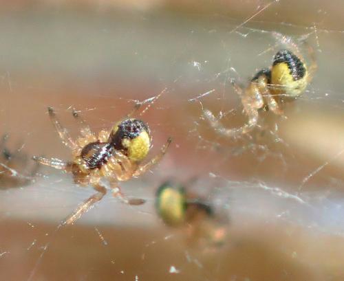 Agalenatea redii